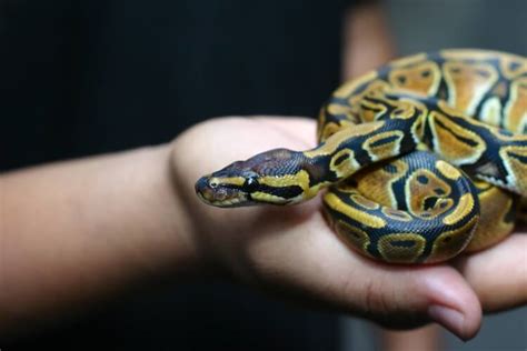 are pet snakes friendly? do snakes have personalities?