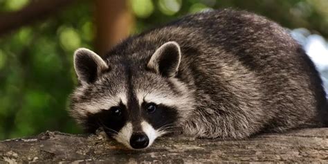 What States Is It Legal to Have a Pet Raccoon? And Should We Really Consider Domesticating These Wild Creatures?