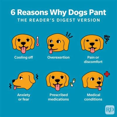 why do dogs pant when you pet them: Exploring Various Theories and Behaviors Linked to Canine Panting